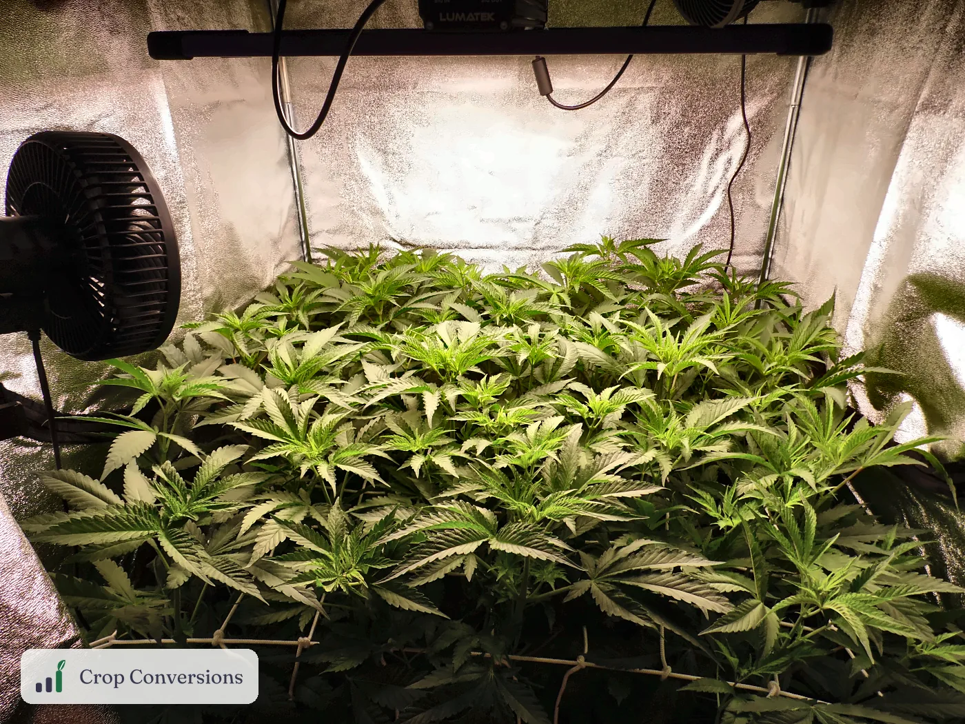 Grow tent with cannabis plants under LED lighting indoors